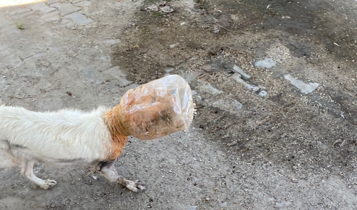 Başı plastik bidona sıkışan köpeği belediye ekipleri kurtardı