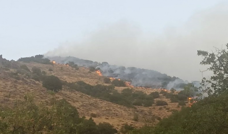 Bingöl'de ormanlık alanda yangın