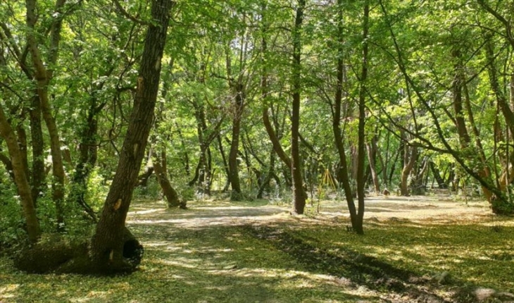 Yangına meydan okuyan 1000'i aşkın anıt ağaç bakım ve restorasyona alındı