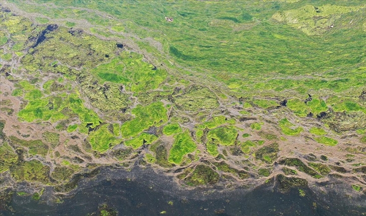 Ağrı Dağı Milli Parkı'nın bazı bölümleri yosunla kaplandı