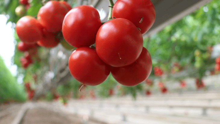Rusya, Türkiye'den domates-biber alımına onay verdi