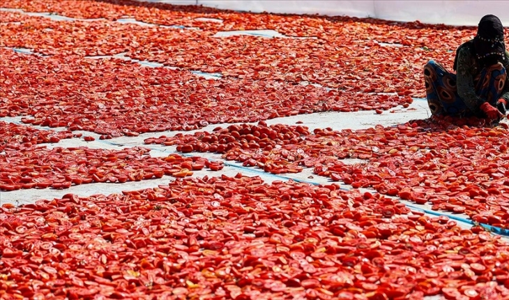 Kuru domates ihracatı 62 milyon dolara ulaştı