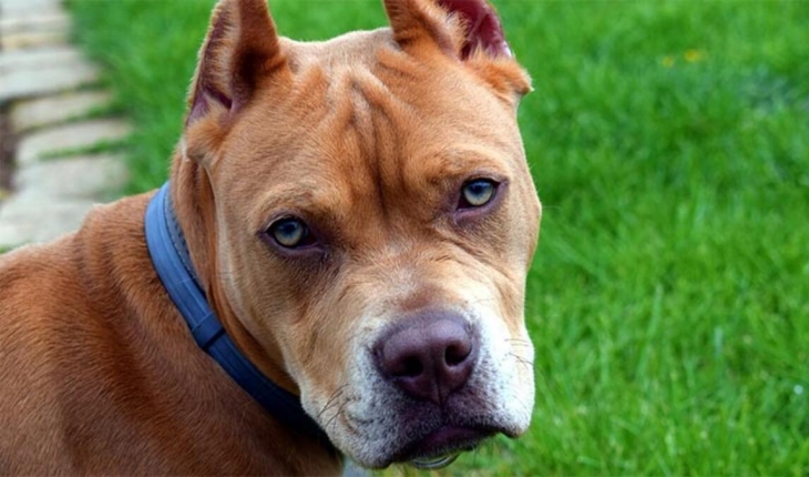 Sokak köpeğine saldıran pitbull köpeklerinin sahiplerine ceza