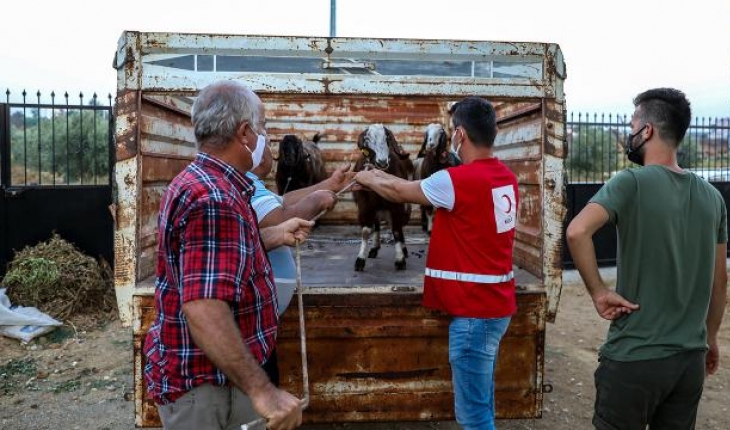 Türk Kızılay'dan Manavgat'ta küçükbaş hayvan yardımı