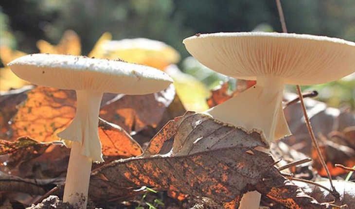 Mantar zehirlenmeleri arttı: Uzmanlar uyarıyor!