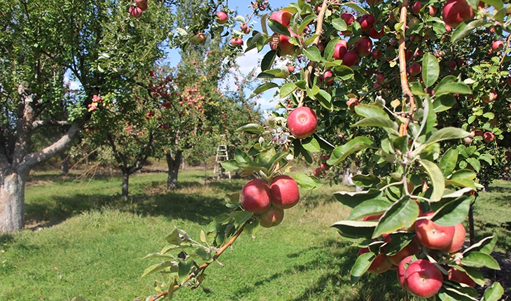 2 bin yıldır yetiştirilen Amasya misket elmasının hasadı başladı