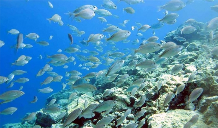 Karadeniz'de yüzey suyu sıcaklığı artışı deniz canlılarını tehdit ediyor