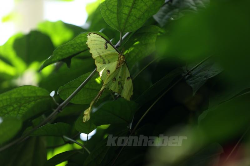 Konya’daki kelebek bahçesinin yeni üyesi, bir haftalık ömrünü beslenmeden tamamlıyor