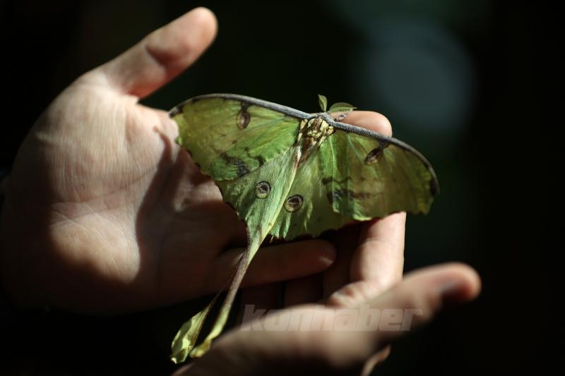 Konya’daki kelebek bahçesinin yeni üyesi, bir haftalık ömrünü beslenmeden tamamlıyor