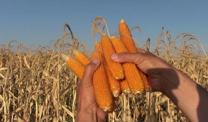 Türkiye’den 26 ülkeye ’cin mısırı’ ihracatı