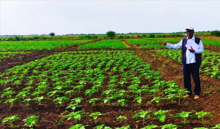Sudan’da Türk tohumu üretilecek