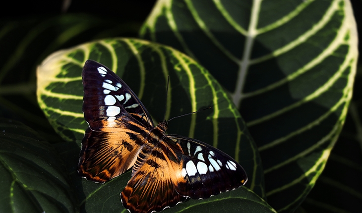 Tropikal Kelebek Bahçesi’nin renkli ev sahipleri