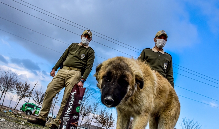Konya'da hayvan koruma polisleri 