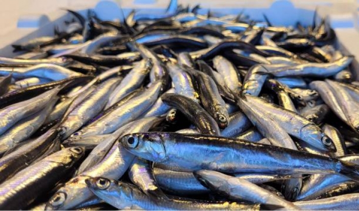 Karadeniz'de hamsi bolluğu: Fiyat yarı yarıya düştü