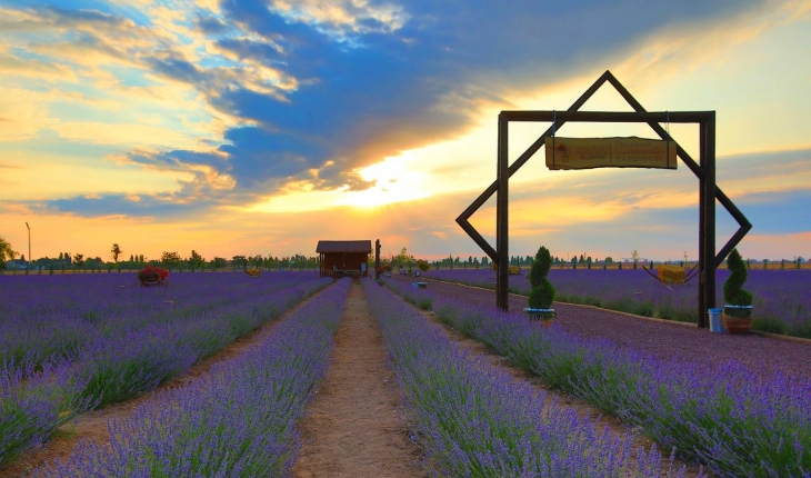 Karatay Belediyesi Lavanta Bahçesini büyütüyor