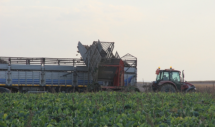 Şeker pancarının üretim üssü Konya’da hasat zamanı