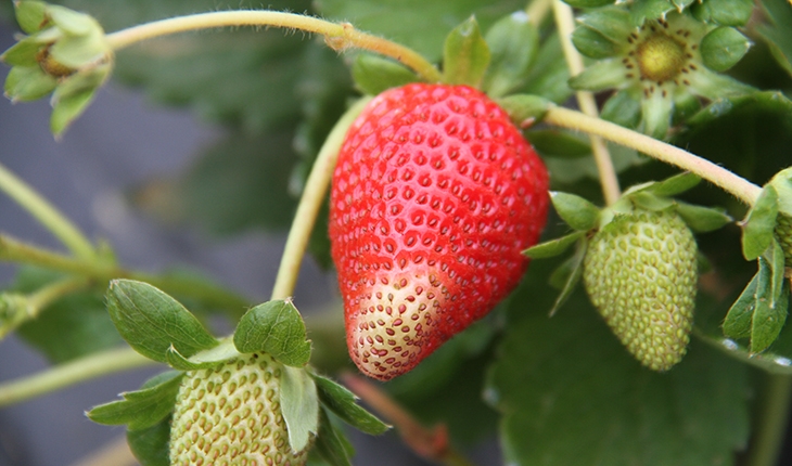 Konya'dan Maldivler, Romanya ve Arap ülkelerine organik çilek ihracatı