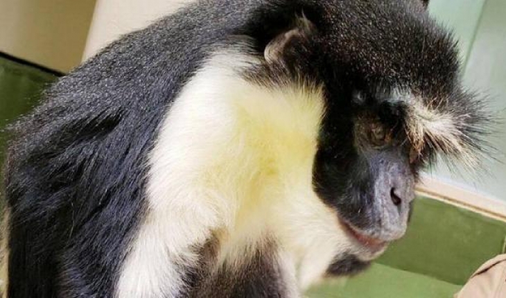 Dünyanın en yaşlı “Diana maymunu“ öldü