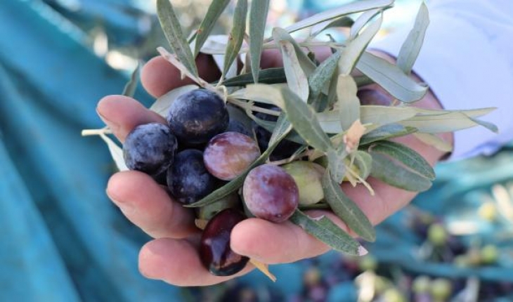 Türkiye’nin zeytin ihracatı 150 milyon doları aştı