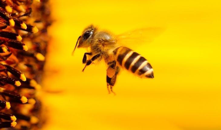 Bal arıları da ‘sosyal mesafe’ uyguluyor