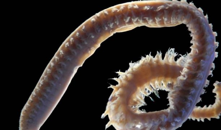 ​Türk bilim insanları 2 yeni deniz canlısı keşfetti