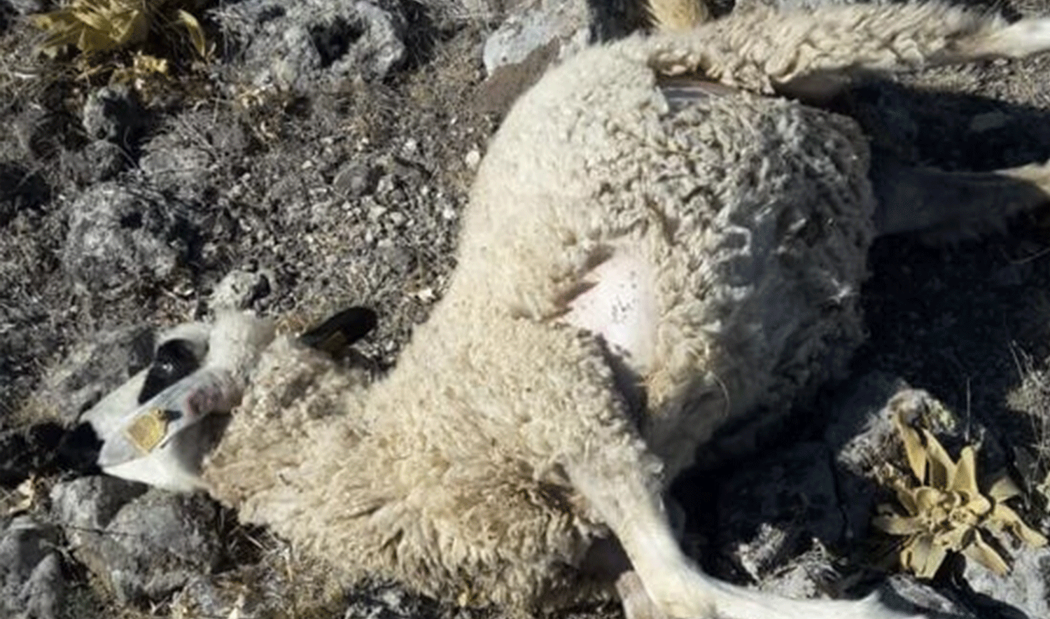 Konya’da sürüye saldıran kurt, 40 koyunu telef etti