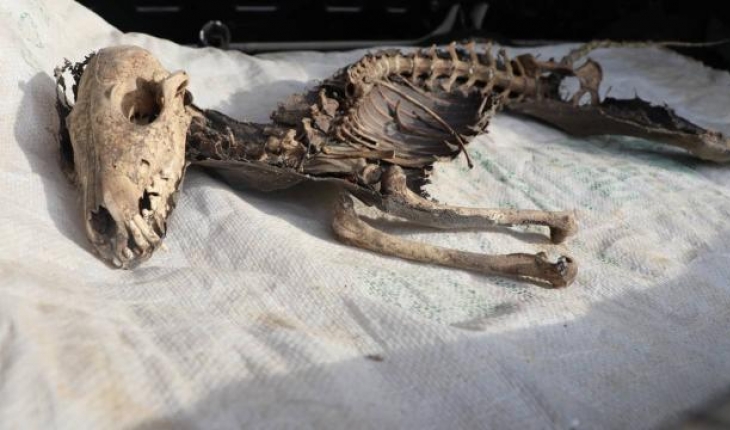 Iğdır’da kazıda bulunan hayvan iskeletinin türü araştırılacak