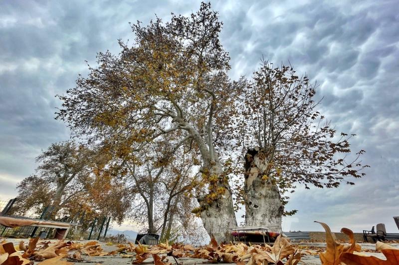 Türkiye’nin anıt ağaçları zamana meydan okuyor