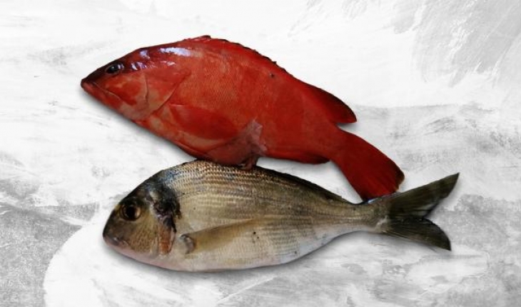 Akdeniz tropikalleşiyor: Kırmızı lagos balığı Antalya’da görüldü