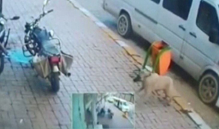 Afyonkarahisar'da köpeğe şiddet: Biri ezdi, diğeri duba fırlattı