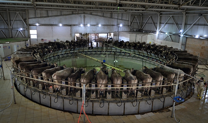 TİGEM Gözlü'den günde 35 ton süt üretimiyle ekonomiye katkı