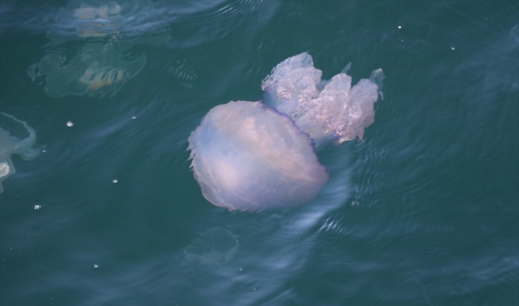 Marmara Denizi'nde denizanası istilası