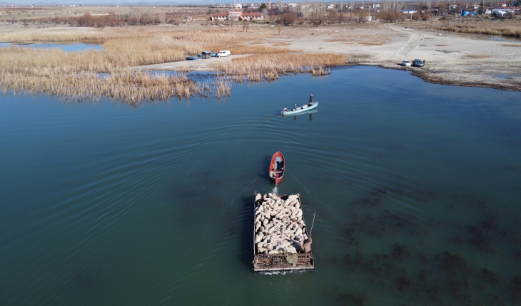 Yazı adada geçiren koyunlar salla kırsal mahalleye getirildi