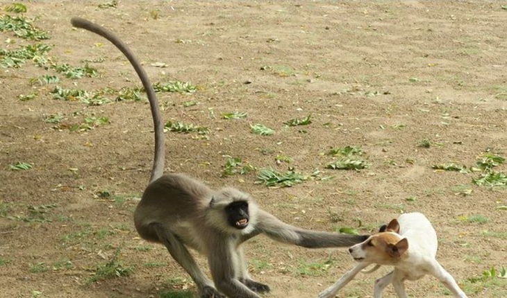 Maymunlar intikam için 250 köpeği öldürdü