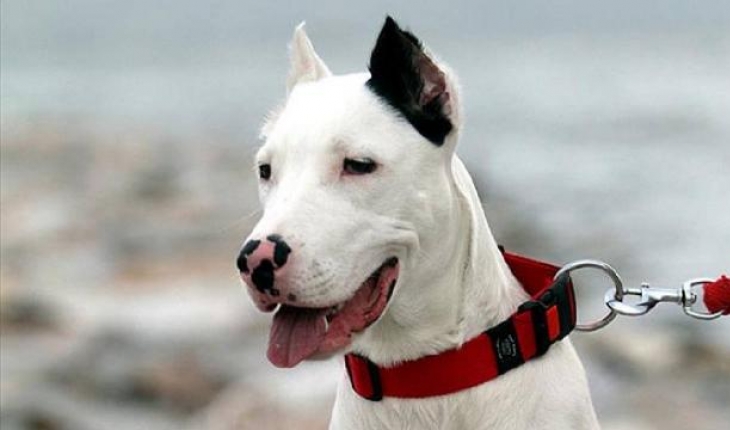 Tehlikeli köpek ırkları 14 Ocak'a kadar kayıt altına alınacak