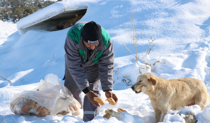 Beyşehir Belediyesinden sokak hayvanlarına yiyecek desteği