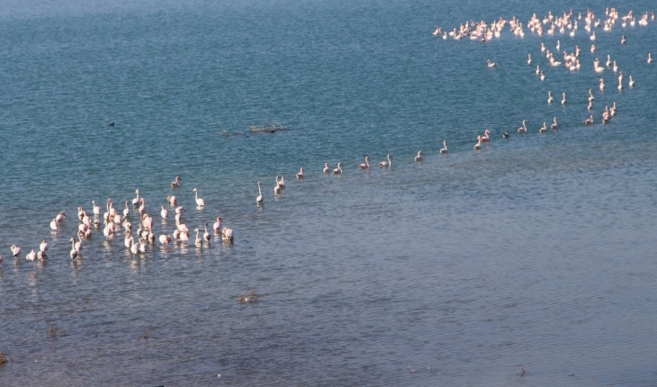 İvriz Baraj Gölü flamingoları ağırlıyor