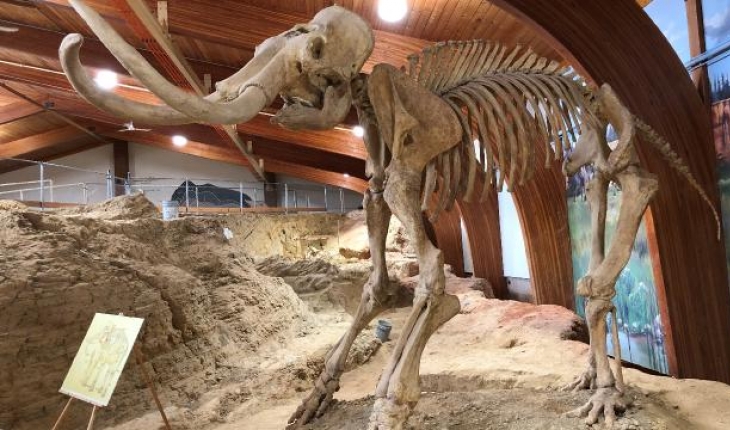 Mamut fosilleri Buzul Çağı’ndaki hayata dair ipucu sunuyor