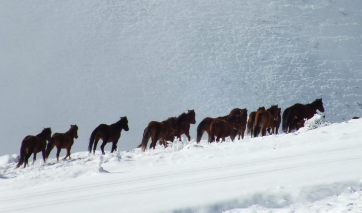 Kumalar Dağı’nda kar üstünde yiyecek arayan yılkı atları görüntülendi