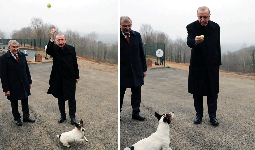 Cumhurbaşkanı Erdoğan’dan sevimli köpek ’maylo’ paylaşımı
