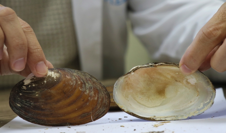 Ağrı ve Konya'da bulundu: Türkiye'deki tatlı su midyesi türü 42 oldu