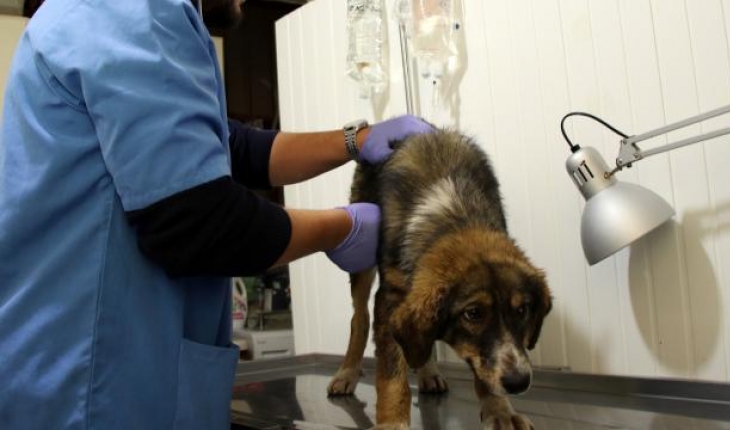 Veteriner hekime coplu saldırı