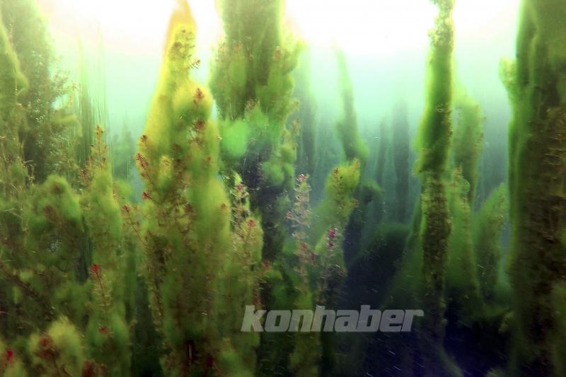 Konya Ovası’nın kuraklıktan etkilenmeyen gölü koruma altına alındı