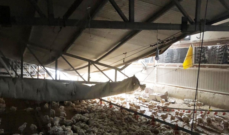 Çiftliğin çatısı çöktü, binlerce tavuk telef oldu