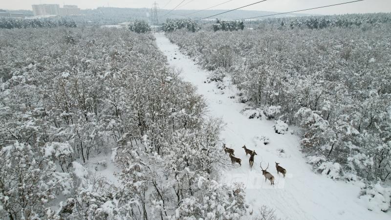 Kızıl geyikler karla kaplı ormanda görüntülendi