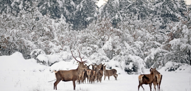 Kızıl geyikler karla kaplı ormanda görüntülendi
