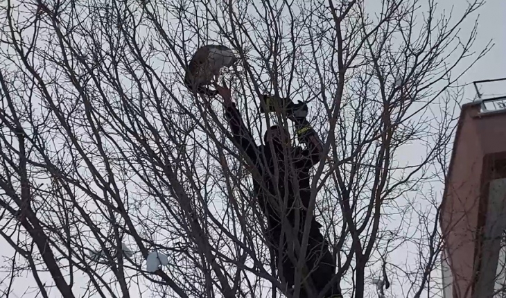 Köpekten kaçıp ağaca çıkan kediyi itfaiye kurtardı