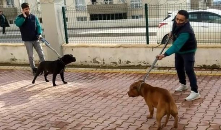 Küçük Asiye'ye saldıran köpekler iddianamede 