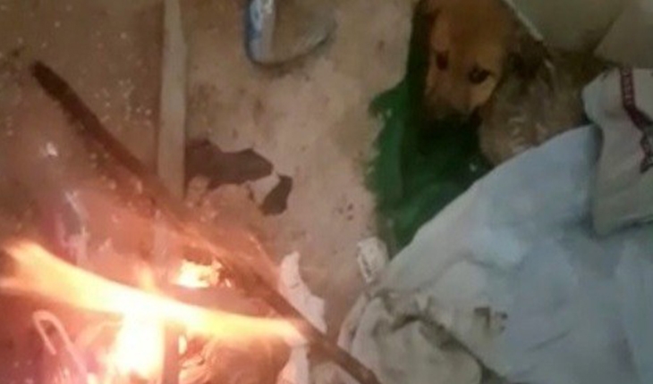 Donmak üzereyken buldukları köpeği ateş yakarak ısıttılar