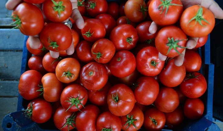 Rusya, Türkiye'den ithal edilen domates kotasını artırmaya hazırlanıyor
